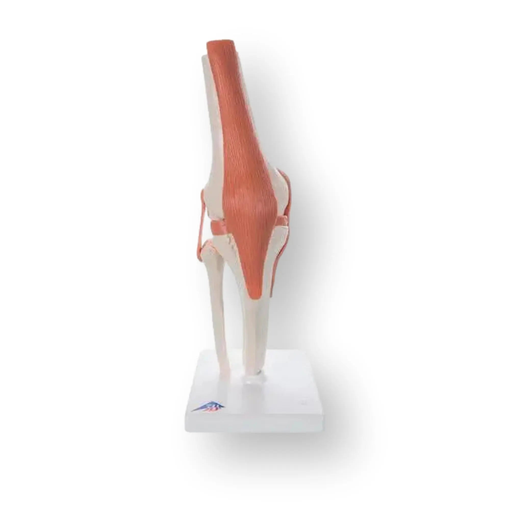 Articulación de la rodilla - Modelo funcional - Anatomía y patología